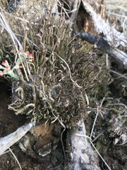 Cladonia rei