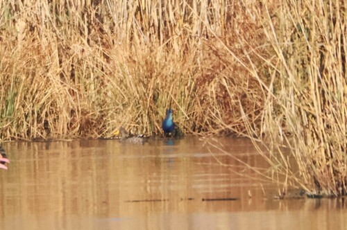 iNaturalist: (c) jandutoit, some rights reserved (CC BY-NC) iNaturalist image