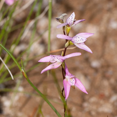 Disa obliqua