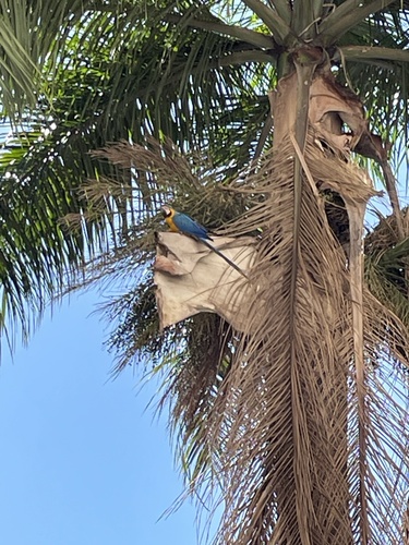 Blue-and-yellow Macaw