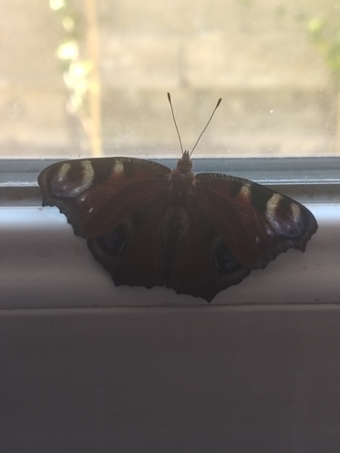 European Peacock Butterfly