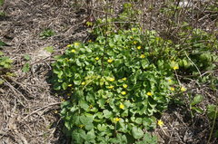 Ficaria verna calthifolia