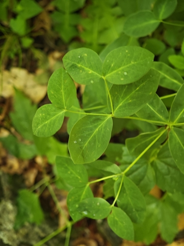 Euphorbia carniolica