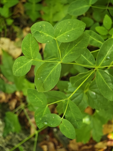 Euphorbia carniolica, photograph 2