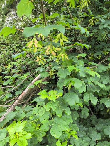 sycamore maple