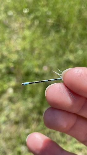 Dainty Damselfly