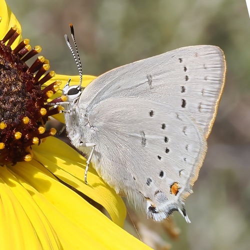 iNaturalist observation photo of Dryope Hairstreak