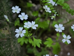 Saxifraga petraea