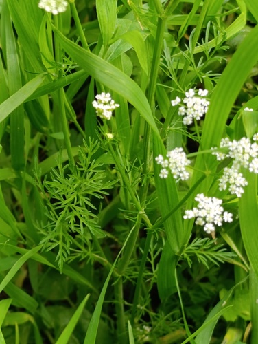 Наблюдение на iNaturalist