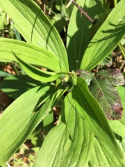 Lilium martagon