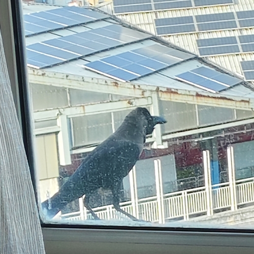House Crow