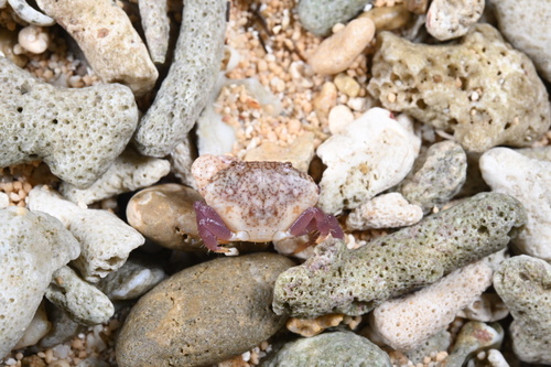 Pseudozius caystrus observed 2026-06-19