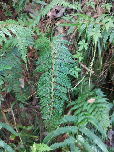 Polystichum makinoi observed 2026-06-19
