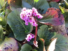Bergenia crassifolia