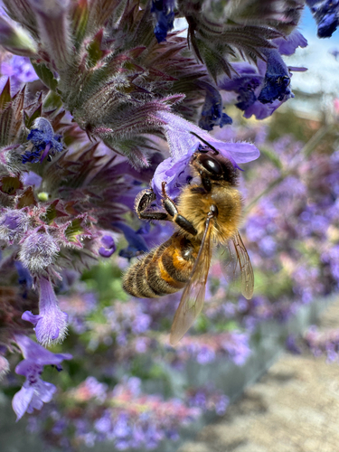 Western Honey Bee