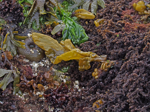 Dactylosiphon bullosus observed 2026-06-15