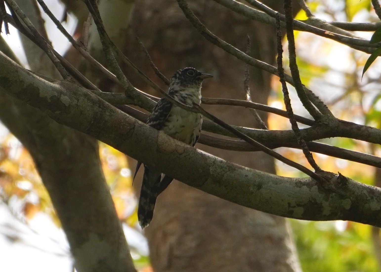 Indian Cuckoo (Cuculus micropterus), photo 7