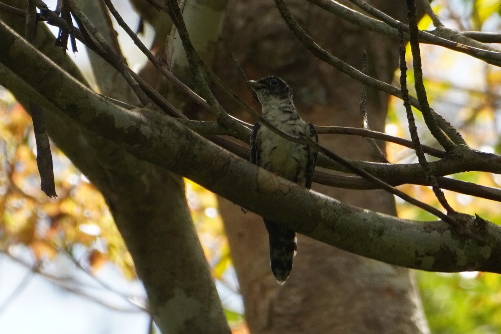 Indian Cuckoo (Cuculus micropterus), photo 8