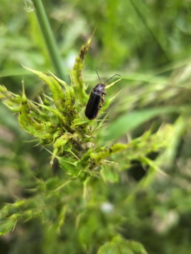 Cantharis flavilabris