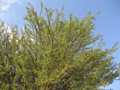 Egyptian acacia