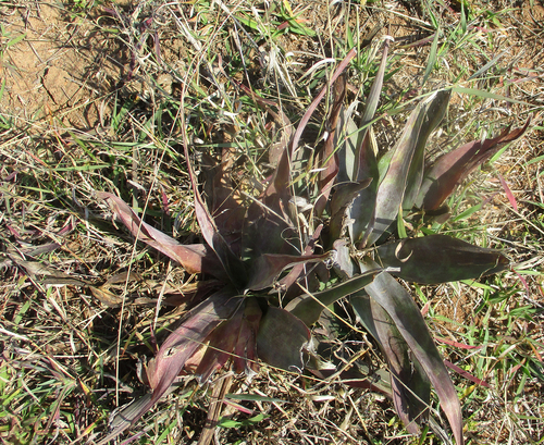 tough-leaved African hyacinth