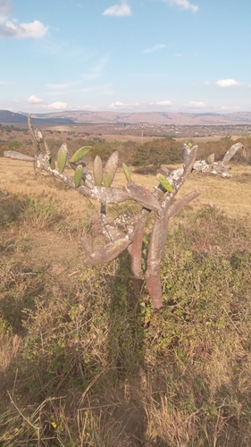 Indian fig opuntia