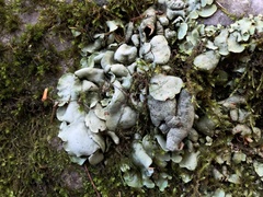 Dermatocarpon muhlenbergii