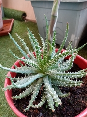 Aloe humilis