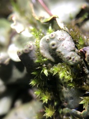 Dermatocarpon muhlenbergii