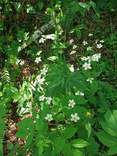 Ranunculus aconitifolius, photograph 5