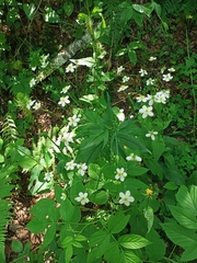 Ranunculus aconitifolius, photograph (c) Lucie Karna, some rights reserved (CC BY)