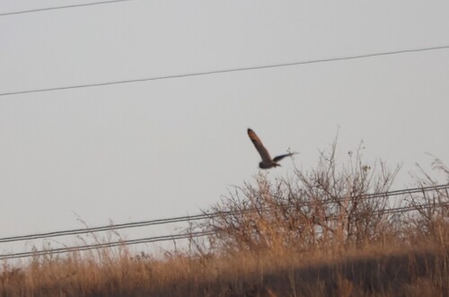 iNaturalist image
