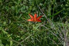Lilium concolor