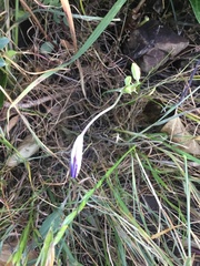 Brodiaea terrestris terrestris