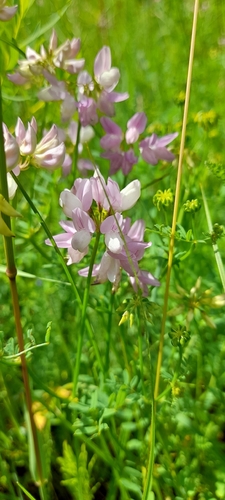 purple crownvetch