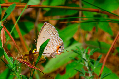 Tailed Smoky Blue