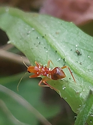 Ant Damselbug