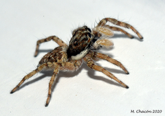 Menemerus semilimbatus