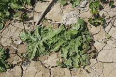 Cirsium arvense vestitum