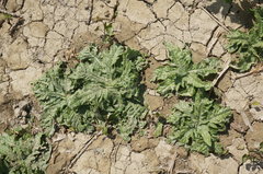 Cirsium arvense vestitum