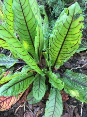 Rumex rugosus