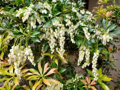 Pieris japonica