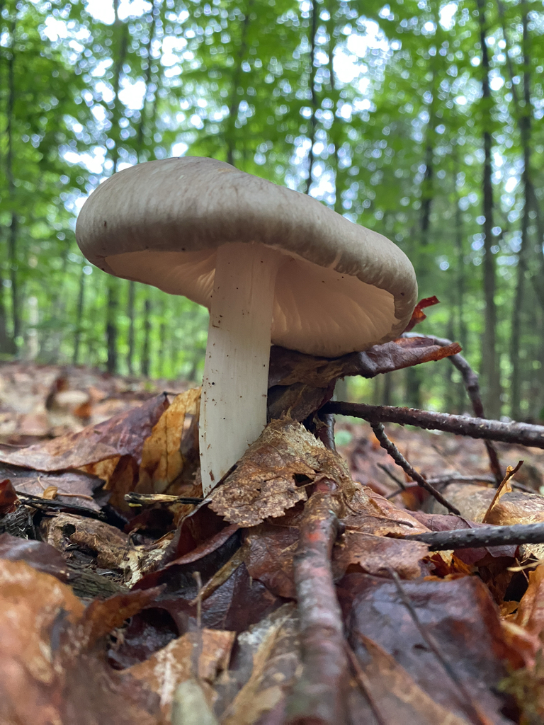 Eastern American Platterful Mushroom · June 2026 · photo: Photo: (c) Abby Ciona, some rights reserved (CC BY) · iNaturalist