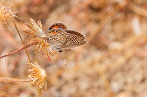 Brown Grass Jewel