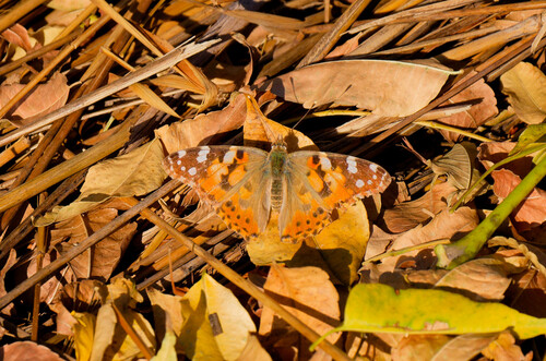 Painted Lady