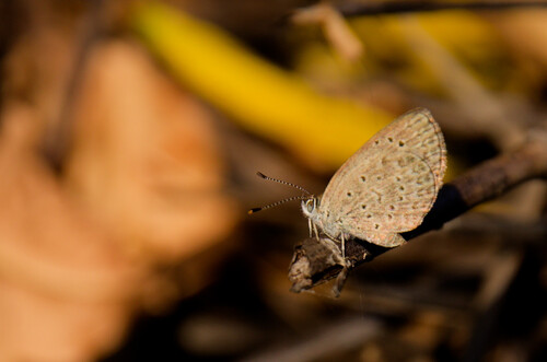 African Grass Blue