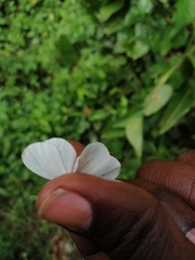 Leptosia
