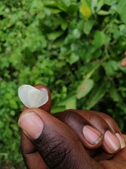 Leptosia
