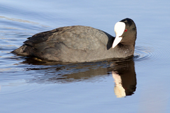 Fulica atra