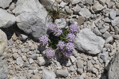 Noccaea rotundifolia